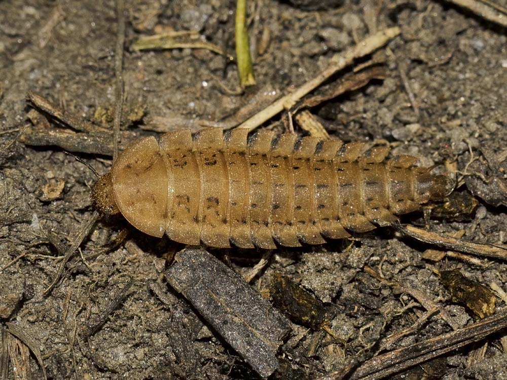 Larva di Carabidae? no, di Silphidae: Silpha obscura
